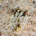 shrimp_mantis_li_h_0705_png2110.jpg